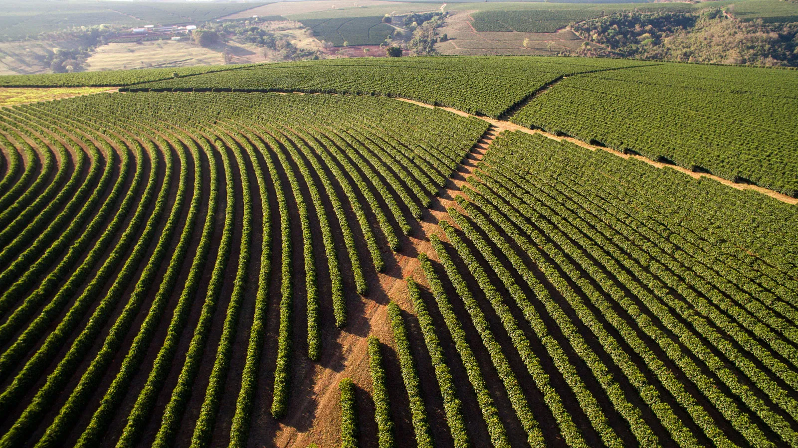 Coffee farms and local produce in Uganda.