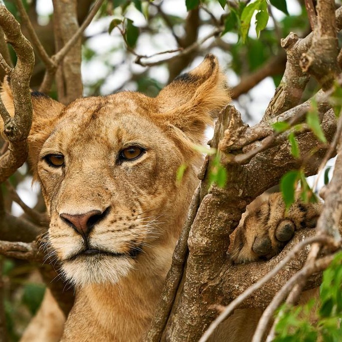 A moment from a Blissful Escapes journey across Uganda.