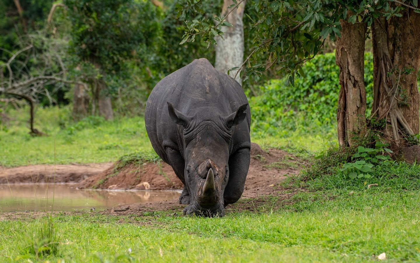 Wildlife and rangers at a Ugandan conservation project.